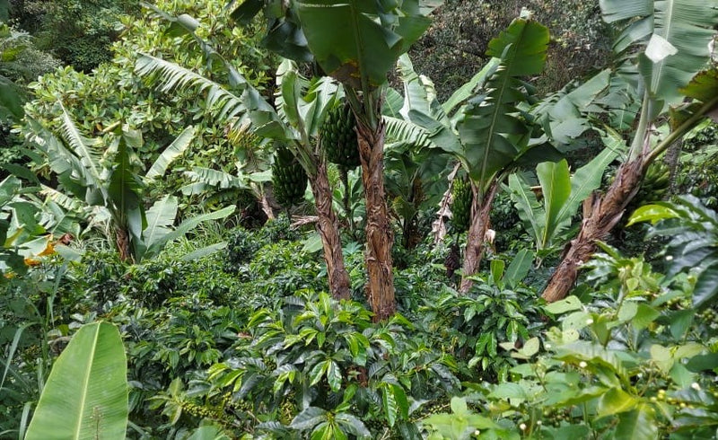 GUATEMALA ORGANIC QUICHE HONEY - *51678* - 24845 - Ecotact Bags - SPOT RCWHSE