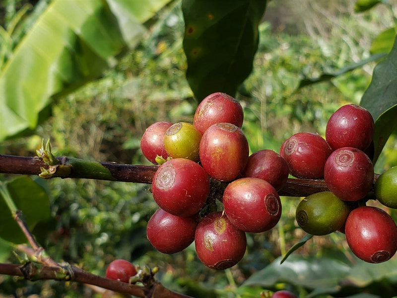 GUATEMALA ORGANIC QUICHE HONEY - *51678* - 24845 - Ecotact Bags - SPOT RCWHSE