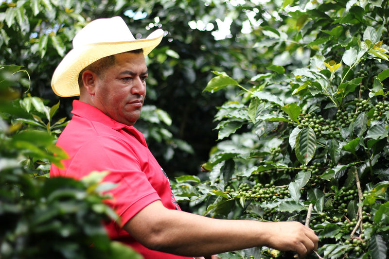HONDURAS FT-FLO/USA ORGANIC OSCAR OMAR ALONSO - 34256 - GrainPro Bags - SPOT RCWHSE