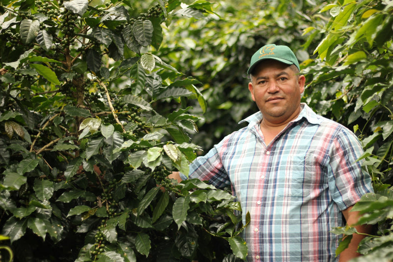 HONDURAS FT-FLO/USA ORGANIC OSCAR OMAR ALONSO - 34256 - GrainPro Bags - SPOT RCWHSE