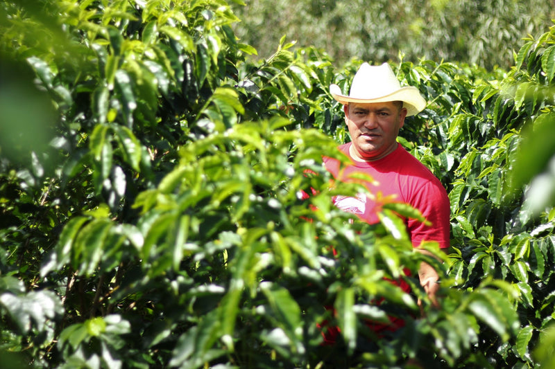 HONDURAS FT ORGANIC OSCAR OMAR ALONZO HONEY - *50967* - 25388 - GrainPro Bags - SPOT RCWHSE