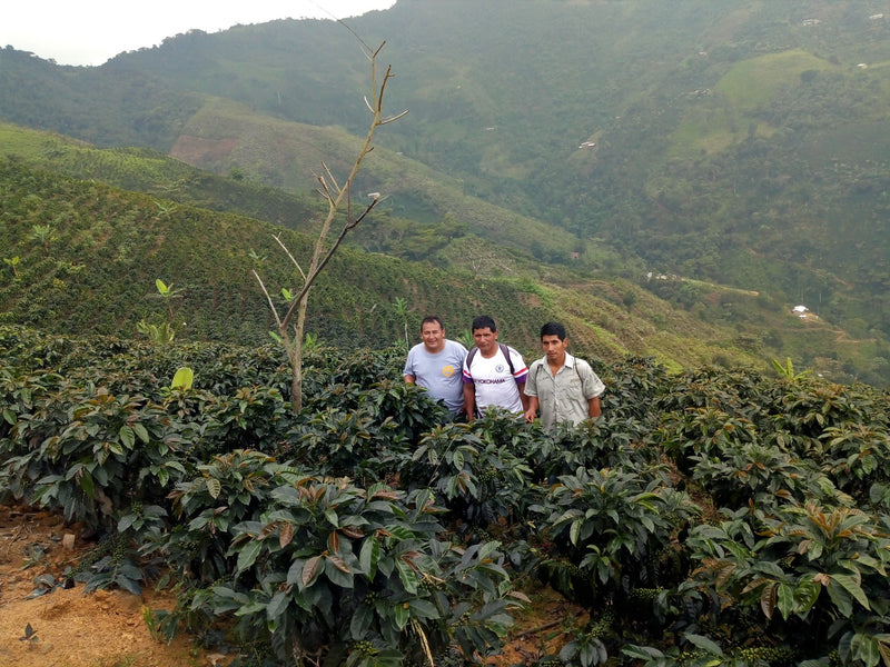 PERU ORGANIC JAEN GRUPO CHINGAMA AGUA AZUL - *51402* - 25733 - GrainPro Bags - SPOT RCWHSE