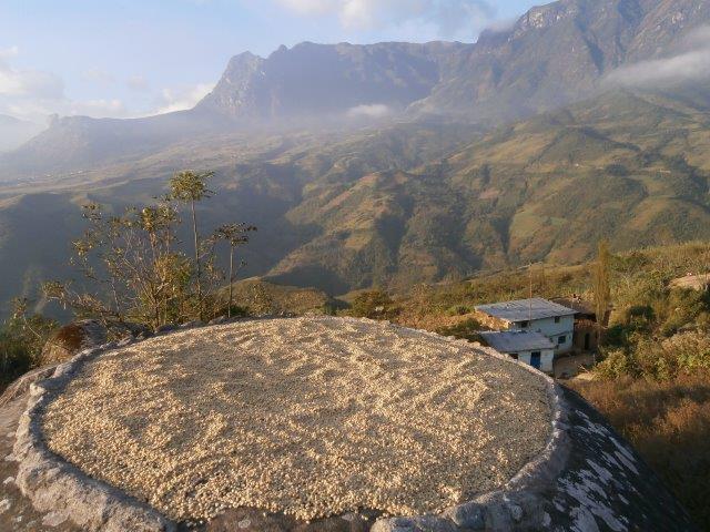 PERU FT-FLO ORGANIC NORTE PUEBLO LIBRE SHB EP - *50725* - 24429 - SPOT RCWHSE
