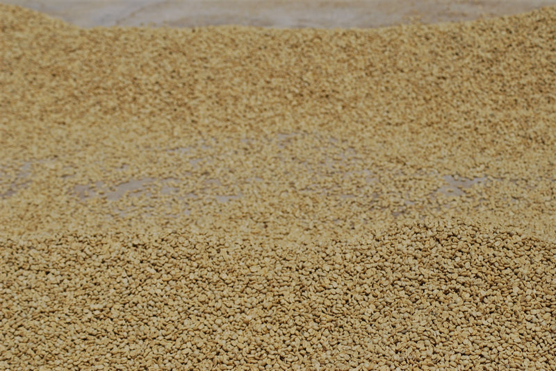 PAPUA NEW GUINEA FT-USA ORGANIC PUROSA A/X - *51596* - 23442 - SPOT RCWHSE