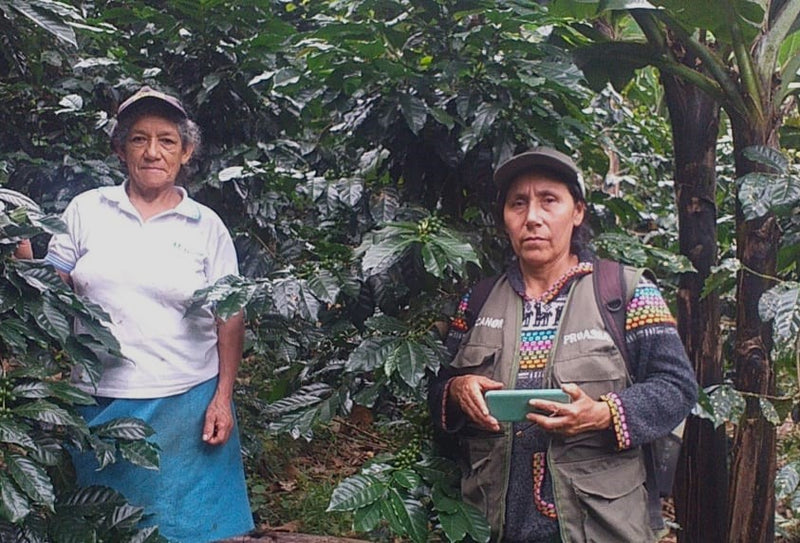 PERU FT-USA ORGANIC CECANOR SHB EP - 37048-1 - SPOT COMIDWEST
