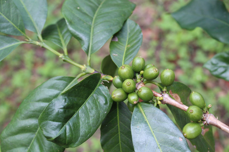 Peru Farmgate Cajamarca Nima Juarez Aleydy - 29848-1 - GrainPro Bags - SPOT RCWHSE