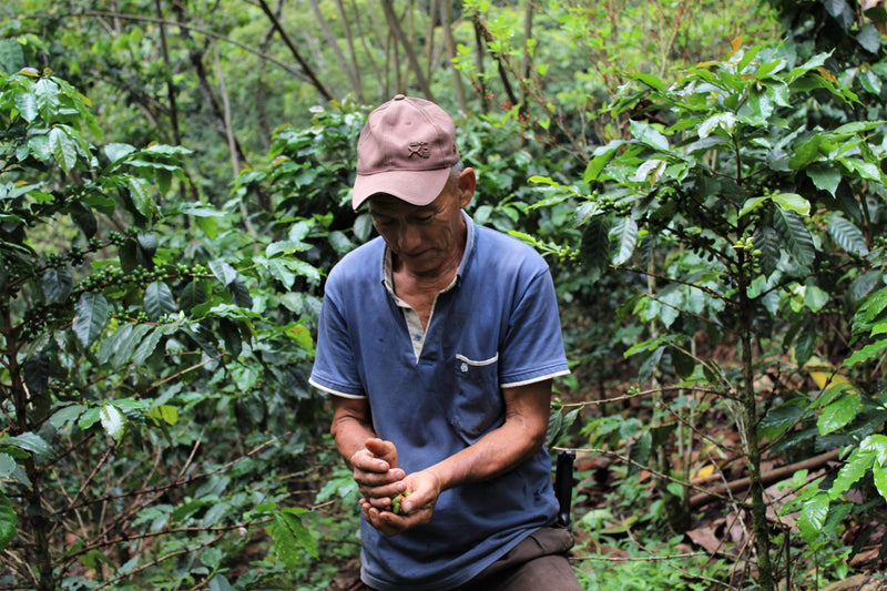 PERU FT-FLO ORGANIC AMAZONAS VALLE ALTO 83+ - 31859-3 - SPOT DUPUYHOU