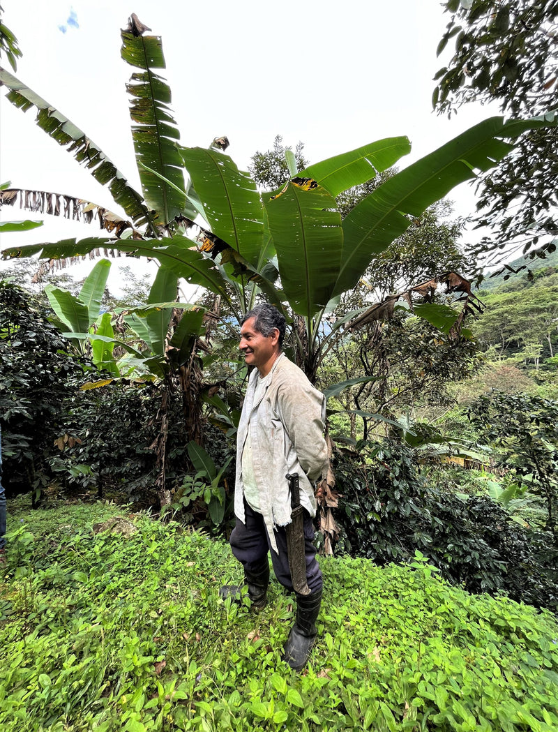 PERU FT-FLO ORGANIC AMAZONAS VALLE ALTO 83+ - 31859 - SPOT RCWHSE