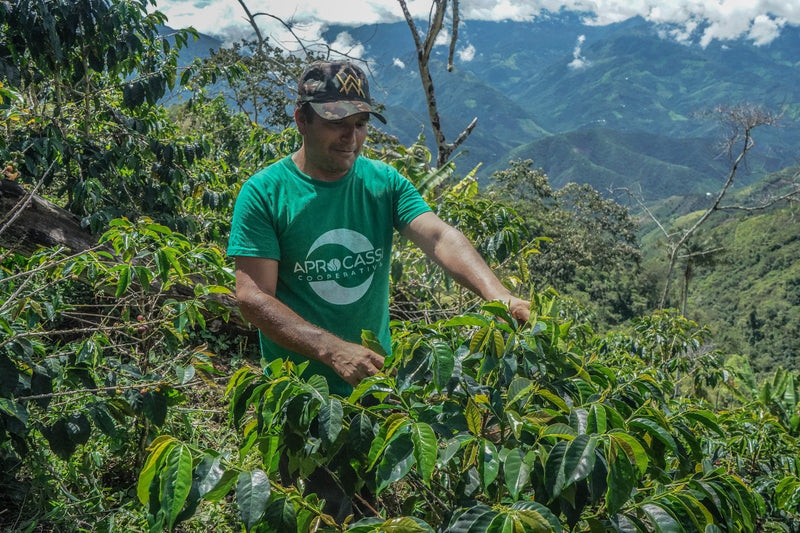 PERU FT ORGANIC APROCASSI - *49756* - 23794 - SPOT RCWHSE