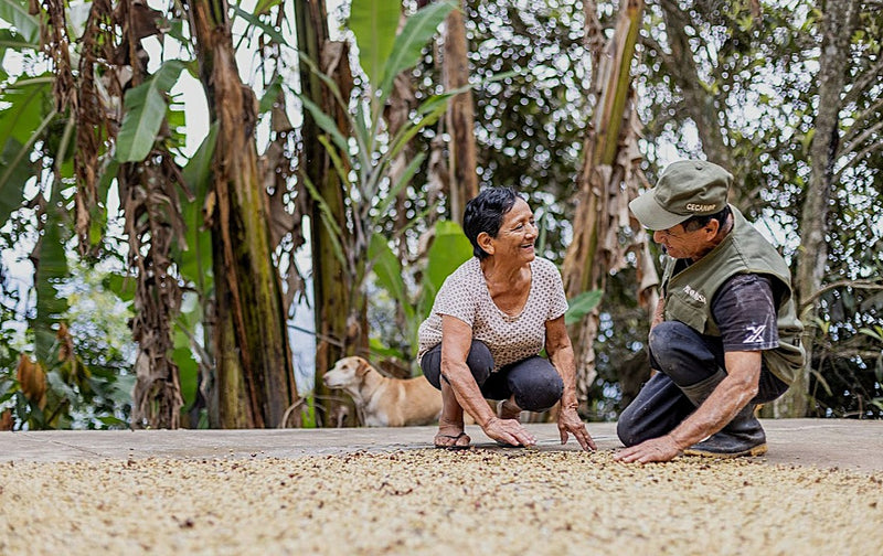 DECAF PERU FT-FLO ORGANIC CECANOR ROYAL SELECT WATER PROCESS - 40665 - November 2026 Delivery - RCWHSE