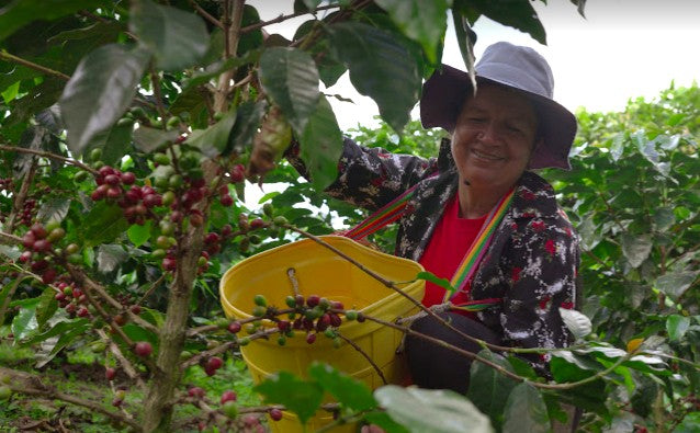 DECAF PERU FT-FLO ORGANIC CECANOR ROYAL SELECT WATER PROCESS - 37292 - SPOT RCWHSE
