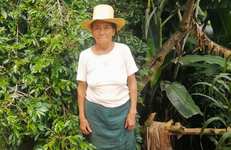 DECAF PERU FT-FLO ORGANIC CECANOR ROYAL SELECT WATER PROCESS - 37292-3 - SPOT COMIDWEST