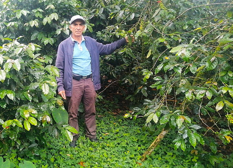 PERU FT-FLO ORGANIC REGENERATIVE CECANOR SHB EP - 37513 - GrainPro Bags - SPOT RCWHSE