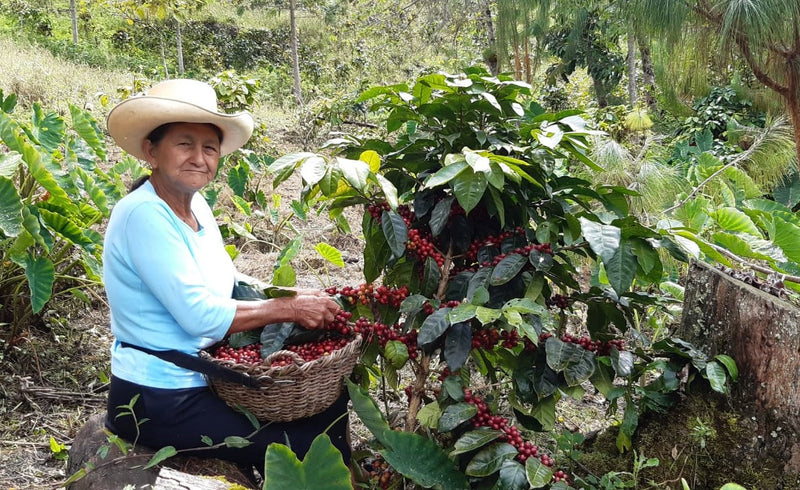 PERU FT-FLO ORGANIC ANDINOS SIERRA VERDE - 31870 - SPOT RCWHSE