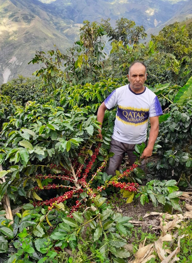 PERU FT-FLO ORGANIC ANDINOS SIERRA VERDE - 31870-1 - SPOT RCWHSE