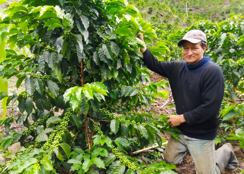 PERU FT-FLO ORGANIC ANDINOS SIERRA VERDE - 31870-1 - SPOT RCWHSE