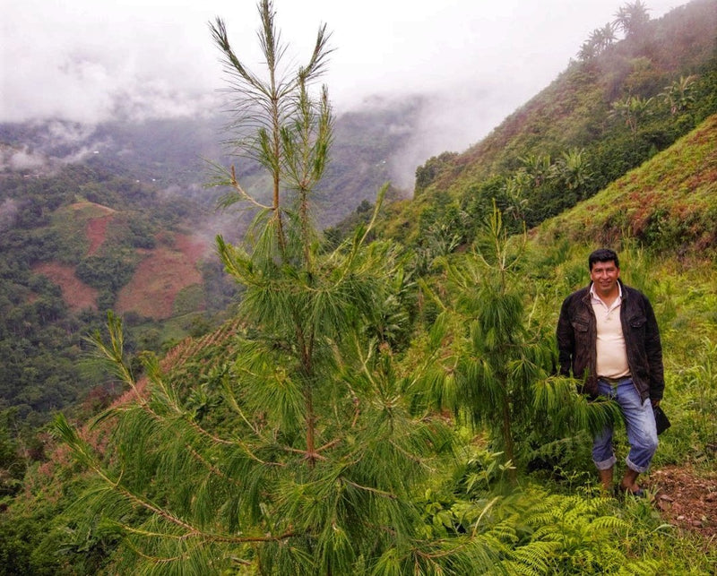 PERU FT ORGANIC AMAZONAS JUMARP HONEY - *50524* - 24889 - Ecotact Bags - SPOT RCWHSE
