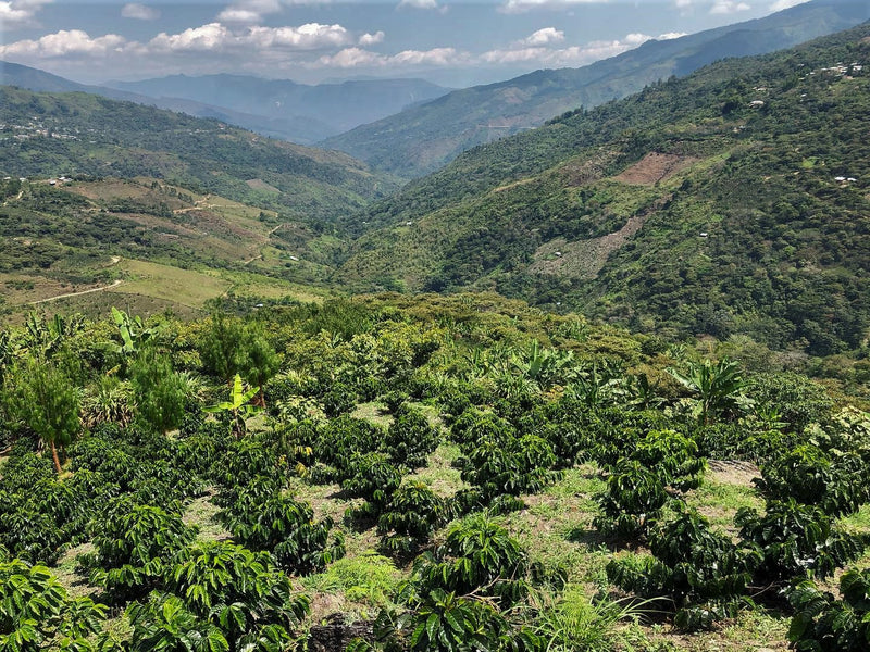 PERU FT-FLO/USA ORGANIC AMAZONAS JUMARP HONEY - 28331-1 - GrainPro Bags - SPOT RCWHSE