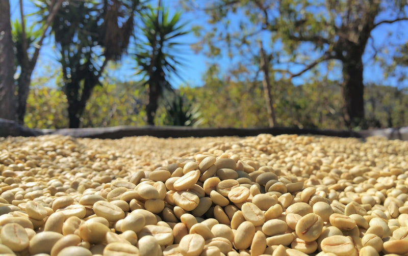 PERU FT-FLO ORGANIC APROEXPORT - 35044-1 - SPOT SEAFORTH