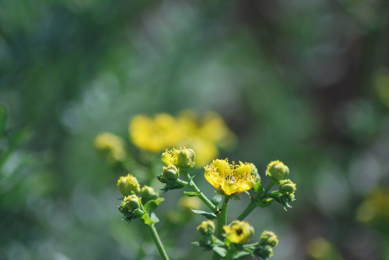 PERU FT-FLO/USA ORGANIC CAFE DE MUJER APROCCURMA - *47174* - 23804 - SPOT RCWHSE