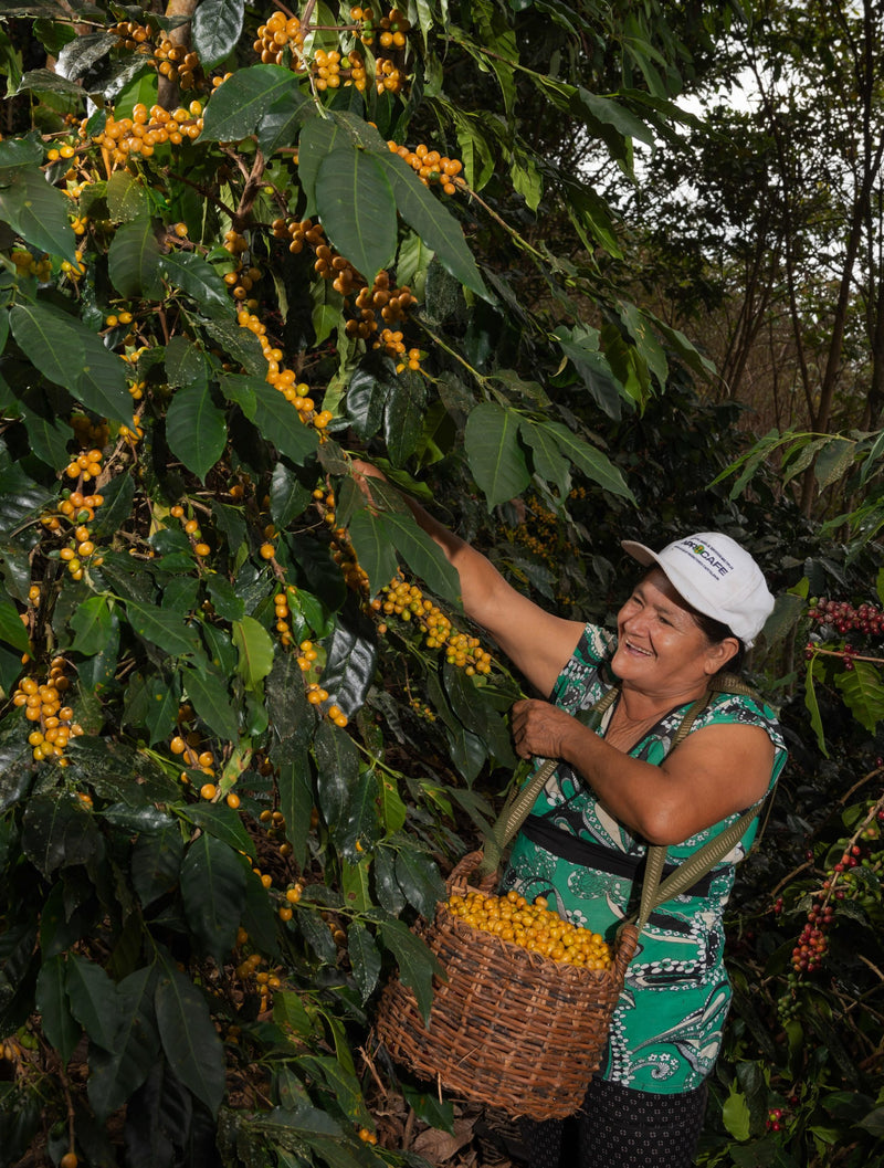 DECAF PERU FT-FLO/USA ORGANIC NORTE ROYAL SELECT SWISS WATER PROCESS - 29710 - SPOT SEAFORTH