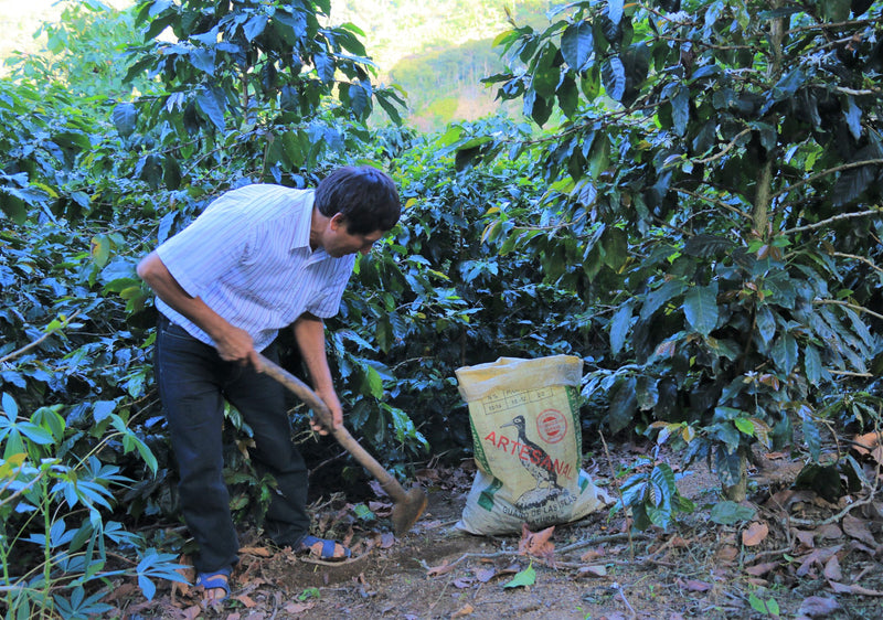 DECAF PERU FT ORGANIC NORTE ROYAL SELECT SWISS WATER PROCESS - *50012W* - 23550 - SPOT COSEATAC