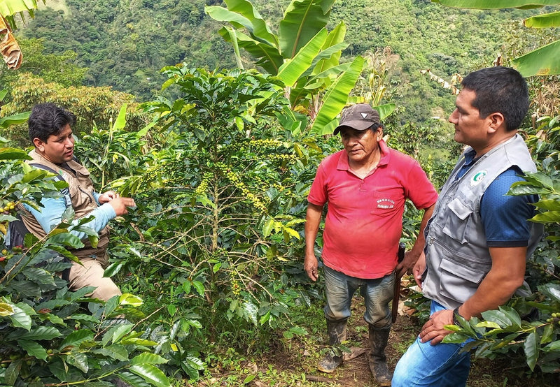 PERU FT-FLO ORGANIC CAJAMARCA LOS ANGELES SHB EP - 29527-1 - SPOT COSEATAC