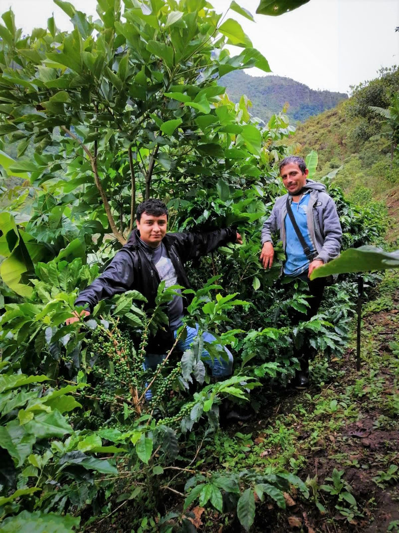 PERU FT-FLO ORGANIC CAJAMARCA PERFILES SHB EP - 29530 - SPOT RCWHSE