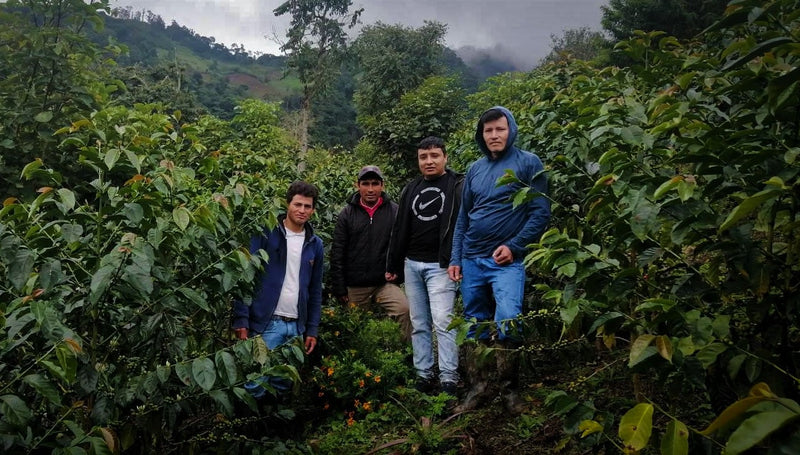 PERU FT-FLO/USA ORGANIC CAJAMARCA PERFILES SHB EP - 31653 - SPOT RCWHSE