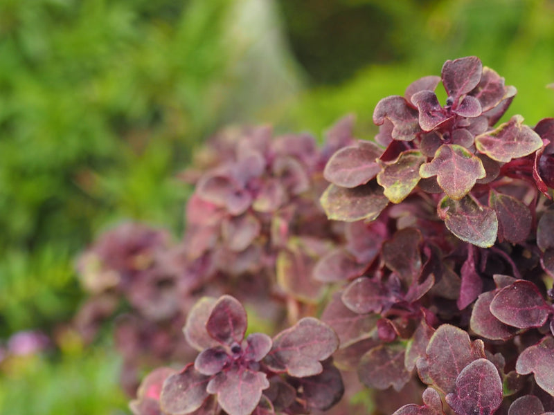 PERU FT-USA ORGANIC NORANDINO - 35114 - SPOT RCWHSE