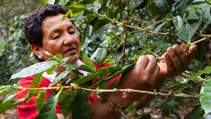 PERU FT-FLO ORGANIC CAFE DE MUJER APROCCURMA - 40793 - GrainPro Bags - SPOT RCWHSE