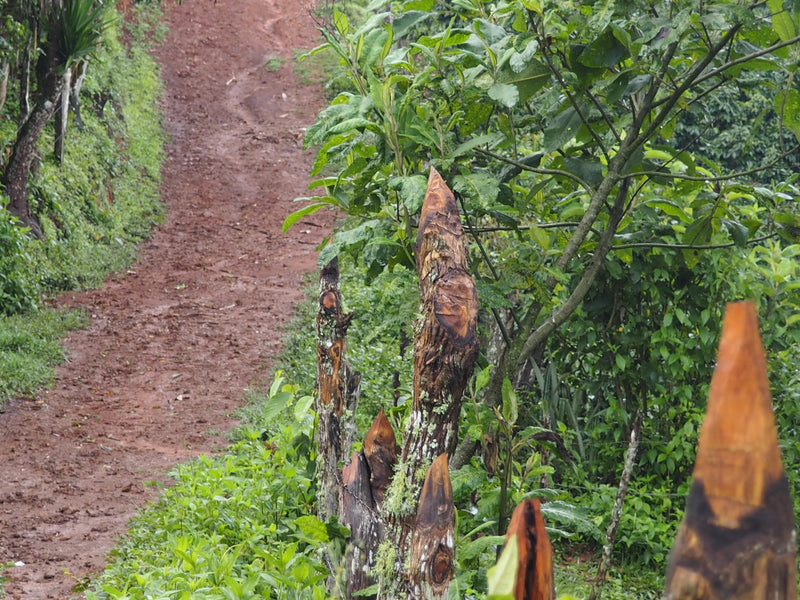 PERU ORGANIC AMAZONAS JUMARP - 28329 - SPOT RCWHSE