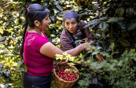 PERU ORGANIC AMAZONAS SHB EP - 34838 - SPOT RCWHSE