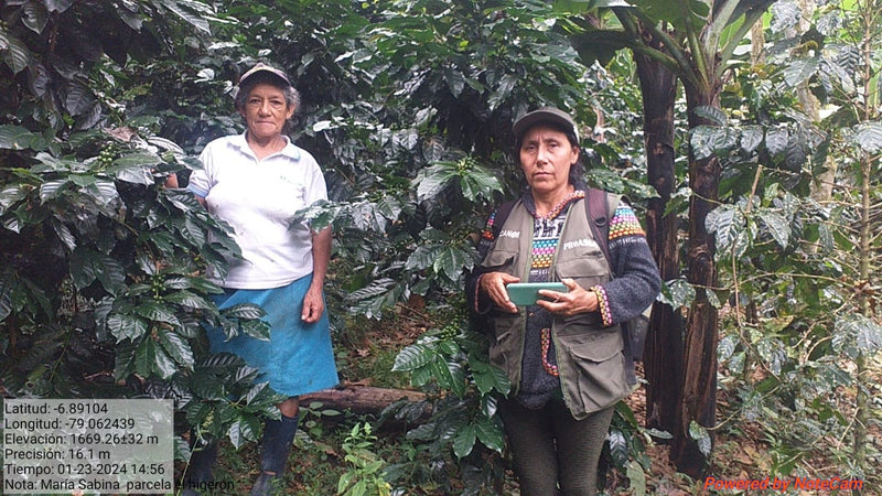PERU ORGANIC AMAZONAS SHB EP - 34838 - SPOT RCWHSE