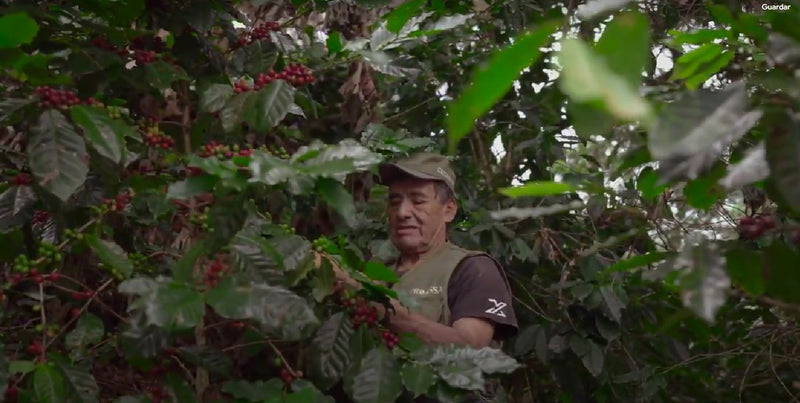 PERU ORGANIC AMAZONAS SHB EP - 34838 - SPOT RCWHSE