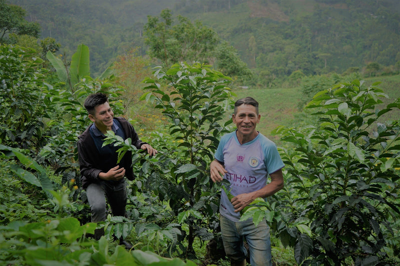PERU ORGANIC APROCASSI - *49762* - 23802 - SPOT RCWHSE