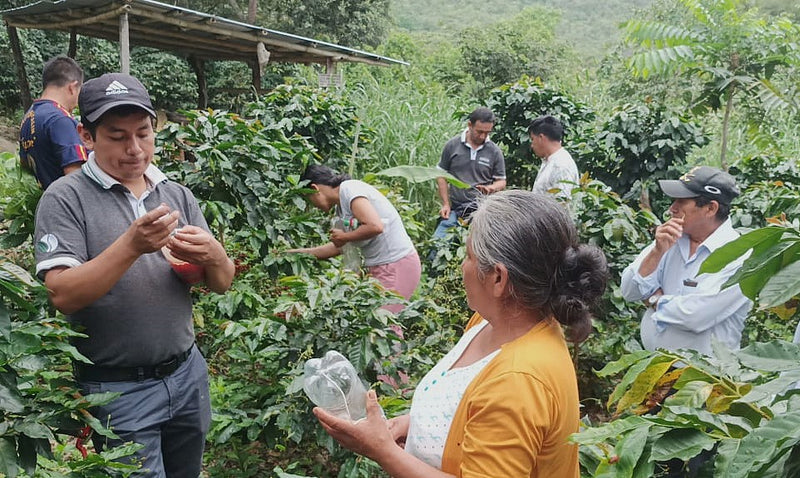 PERU ORGANIC APROCASSI - 34643 - SPOT RCWHSE