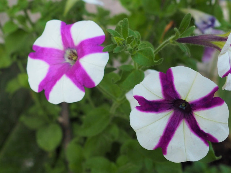 PERU FT-USA ORGANIC AROMAS DEL VALLE - 40751 - SPOT RCWHSE
