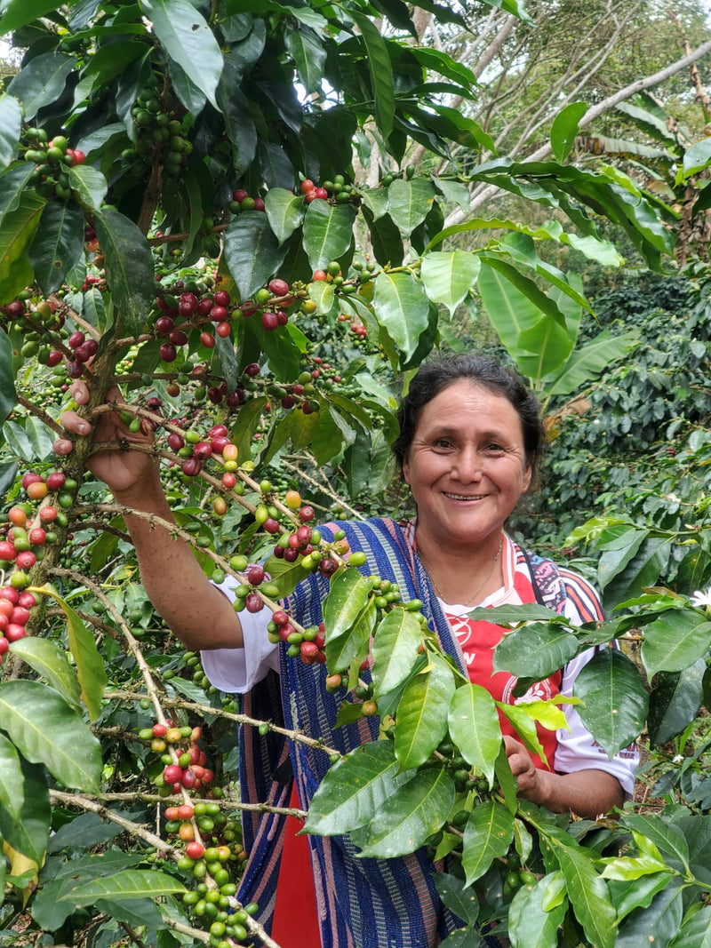 PERU ORGANIC CAFE DE MUJER APROCCURMA - 34609 - Ecotact Bags - SPOT RCWHSE