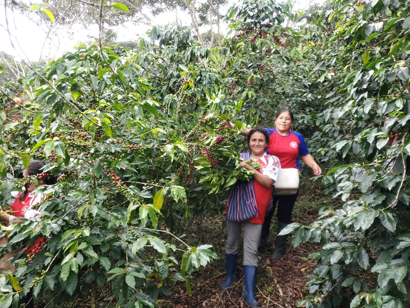 PERU ORGANIC CAFE DE MUJER APROCCURMA - 34609-1 - Ecotact Bags - SPOT COMIDWEST