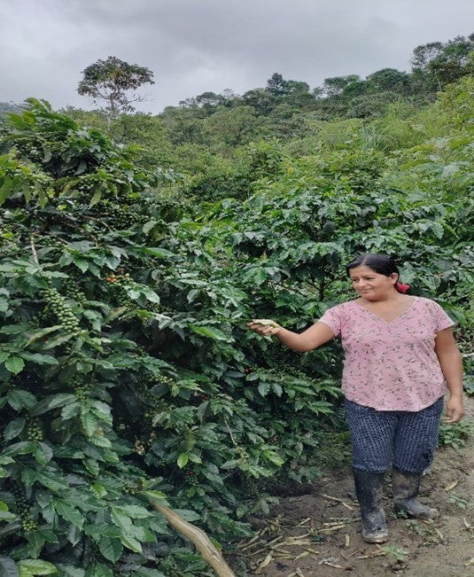 PERU ORGANIC CAJAMARCA COLASAY - 34732 - SPOT SEAFORTH