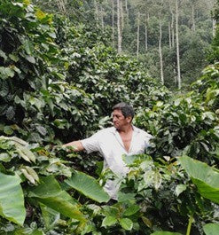 PERU ORGANIC CAJAMARCA COLASAY - 34732 - SPOT SEAFORTH