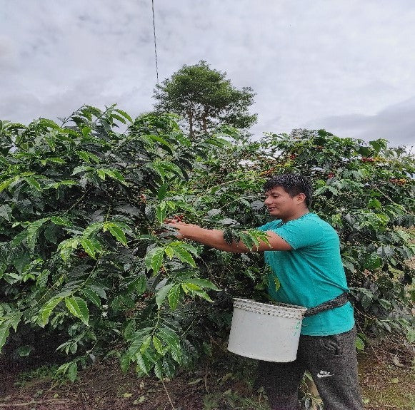 PERU ORGANIC CAJAMARCA COLASAY - 34732 - SPOT SEAFORTH