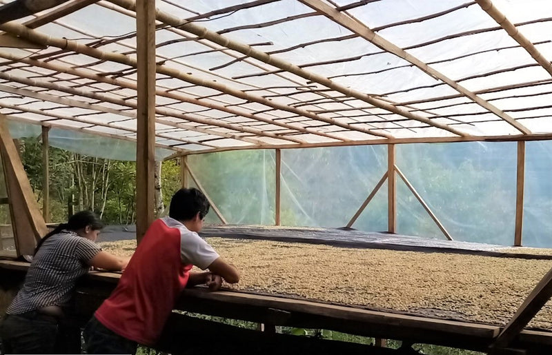 PERU ORGANIC CAJAMARCA EL CAUTIVO SHB EP - 29518 - SPOT RCWHSE