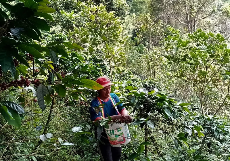 PERU ORGANIC CAJAMARCA EL CAUTIVO SHB EP - 31836 - SPOT RCWHSE