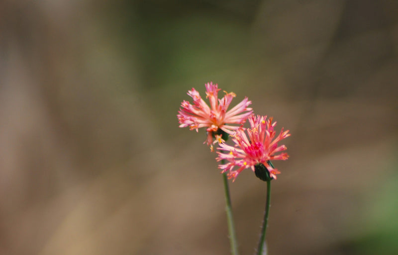 MEXICO ORGANIC CHIAPAS EK BALAM ALTURA HG EP - *49080W* - 26652 - SPOT COSEATAC
