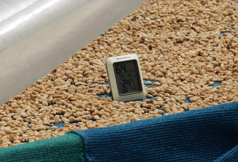 PERU ORGANIC CARMEN CAUTIVO HERLINDA MANCHAY - 29917 - GrainPro Bags - SPOT RCWHSE