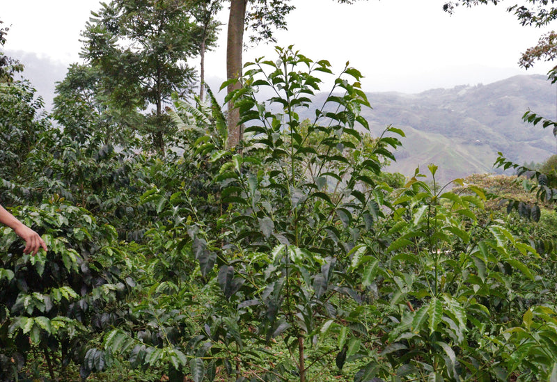 PERU ORGANIC CARMEN CAUTIVO HERLINDA MANCHAY - 29917 - GrainPro Bags - SPOT RCWHSE