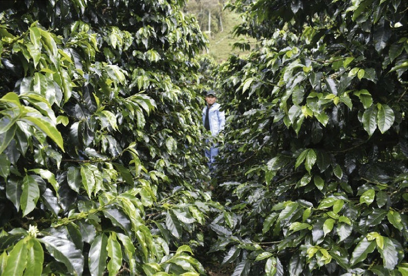 PERU ORGANIC CUZCO YANATILE - 29605 - Ecotact Bags - SPOT RCWHSE