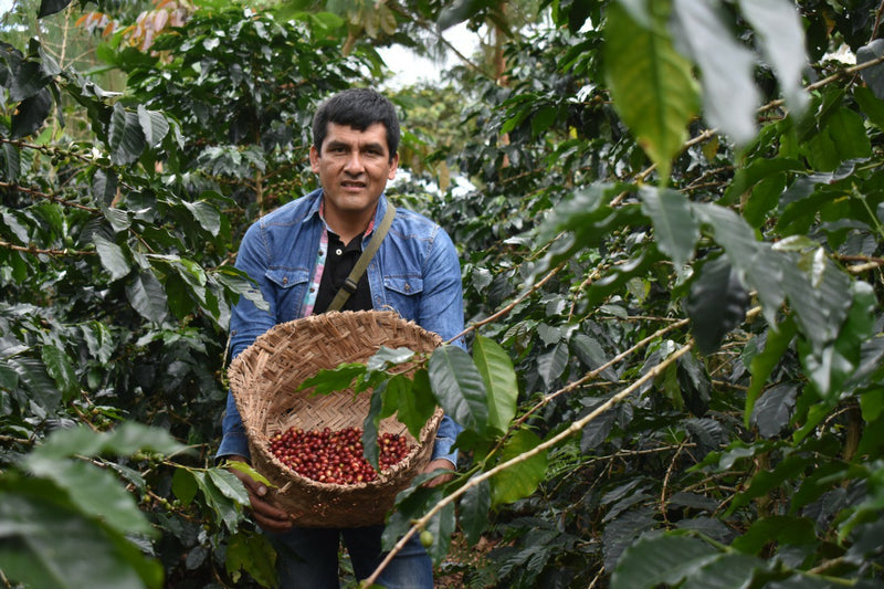 PERU ORGANIC CUZCO YANATILE - 29605 - Ecotact Bags - SPOT RCWHSE
